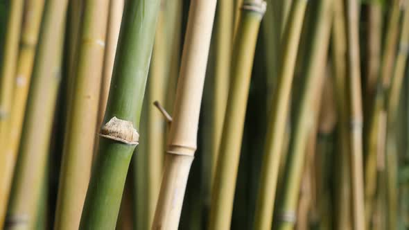 Green fresh Poaceae family bamboo plant stalks on wind  4K 3840X2160 30fps UltraHD video - Bambusoid