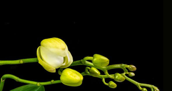 Timelapse of Opening Orchid  on Black Background
