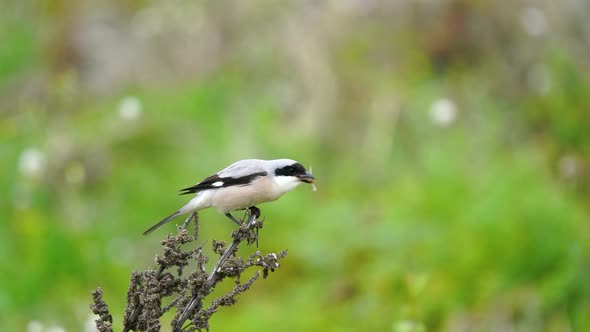 Lesser Grey Shrike