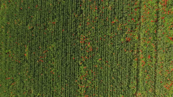 Aerial View of Popper Field