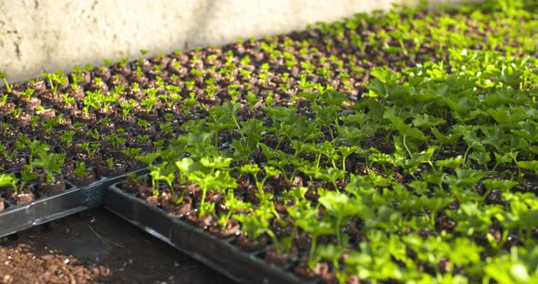 Agriculture - Plant Seedlings in Greenhouse