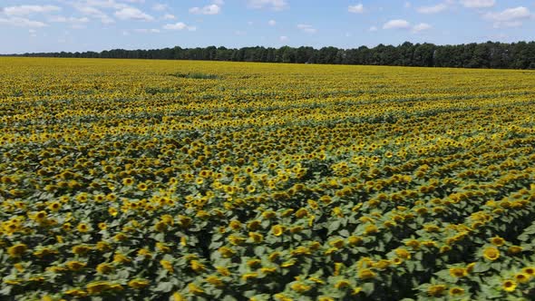 Field with Sunflowers in Summer Aerial View