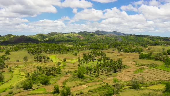 Asian Landscape Rice Fields and Hills with Forest