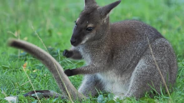 Bennett's Tree-kangaroo Is Cleaning Its Tail. Dendrolagus Bennettianus Grazing in the Meadow. Slow