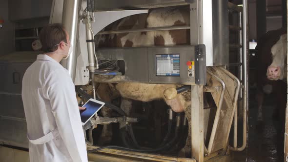 Farmer using automatic milking machine.