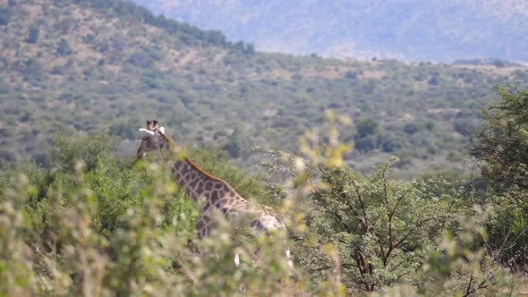 Giraffe walking at the savanna 