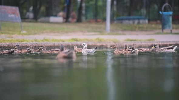 Ducks swimming under the rain