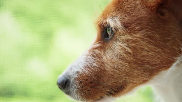 Sad Dog Looks at Window Close Up