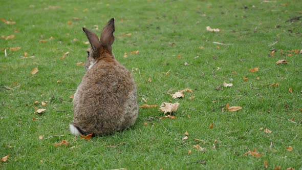 Brown and gray rabbit in the grass cleaning himself outdoor animal 4K 2160p 30fps UltraHD video - Bu