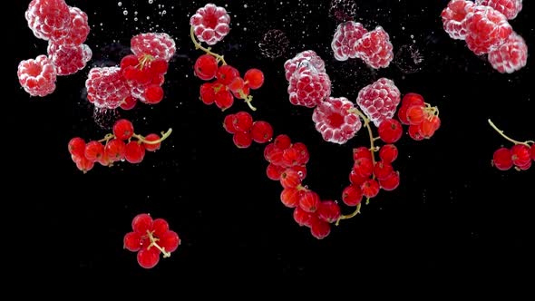 Red currants into water in slow motion