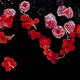 Red currants into water in slow motion - VideoHive Item for Sale