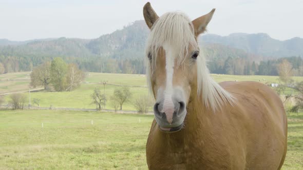 A Light Brown Horse Stands Still in Nature and Looks Directly Into the Camera