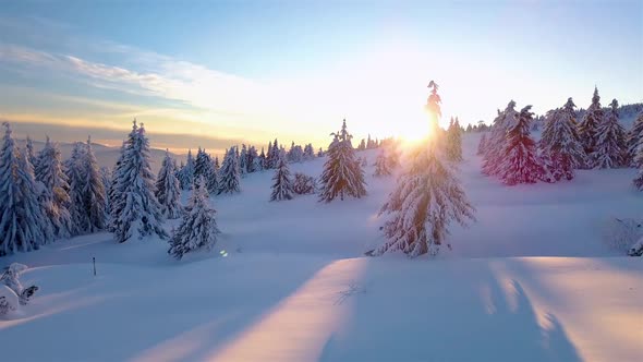 Sunrise in Winter Snowy Forest Landscape