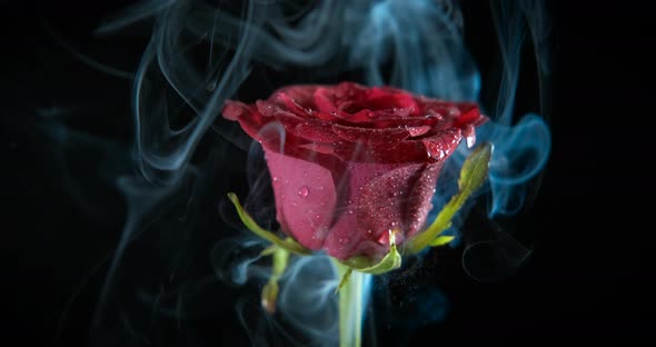 Aromatic rose in the dark. 