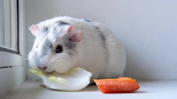 Grey White Guinea Pig Chewing Green Salad Leaf and Carrot at Home Animals Food and Domestic Pets