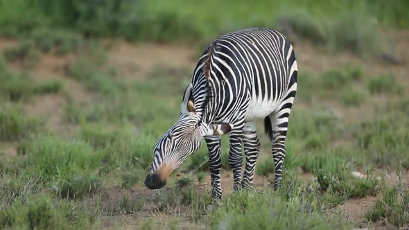 Irritated Cape Mountain Zebra