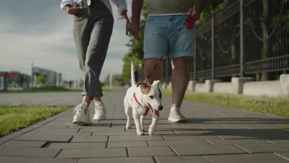 Cute Jack Russell Terrier Walks in the City Park with His Owners