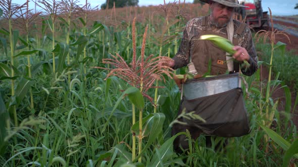 Closeup as farmer moves toward the camera while picking corn.