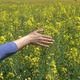 Girl Walking In Yellow Canola Field - VideoHive Item for Sale