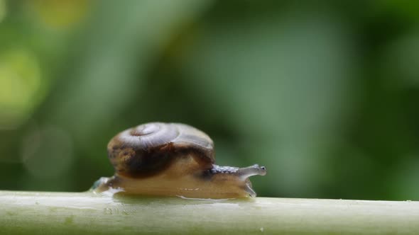 Life of snails in the nature