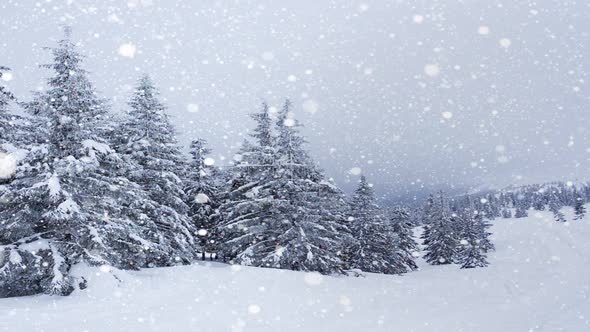 Beautiful Fluffy Snow on Tree Branches