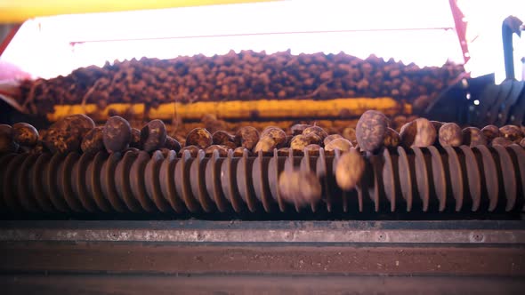 Potato Harvesting