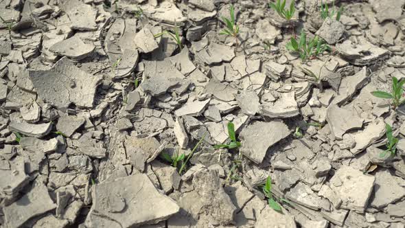 Sprouts Growing In Cracked Earth 4