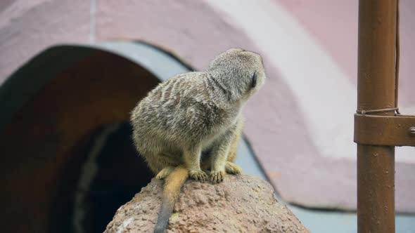 Meerkat Sitting on Rock Looking Suricate Flock in Zoo