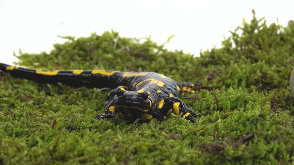 Salamandra Maculosa on Green Moss in White Background