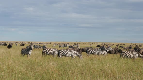 Huge amount of Wildebeests during migration in Serengeti national park Tanzania