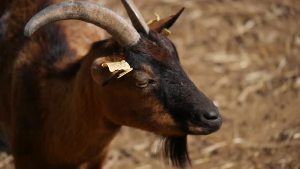 Cute goat chewing herbs in slow motion