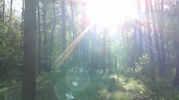 Trees in the Forest By Summer Day