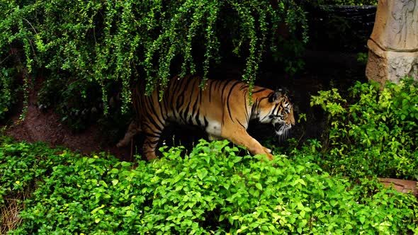 bengal tiger walking in the forest