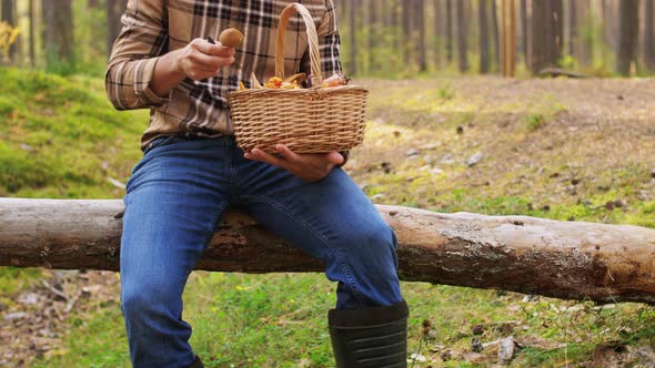 Man with Basket Picking Mushrooms in Forest