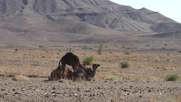 Dromedary camel sitting down 