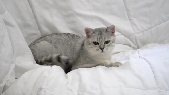 Cute Scottish Kitten Looking On White Bed