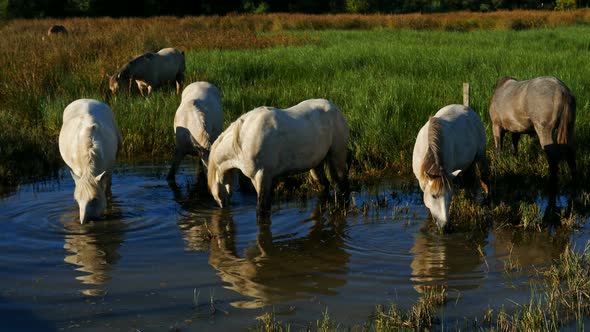 White camargue horses, Camargue, France