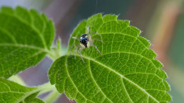 Macro Shot Cute Little Jumping Spider with Striped Bright Body on Green Foliage