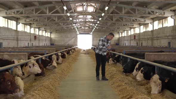 Cattle and farmer in barn. Meat fattening farm.