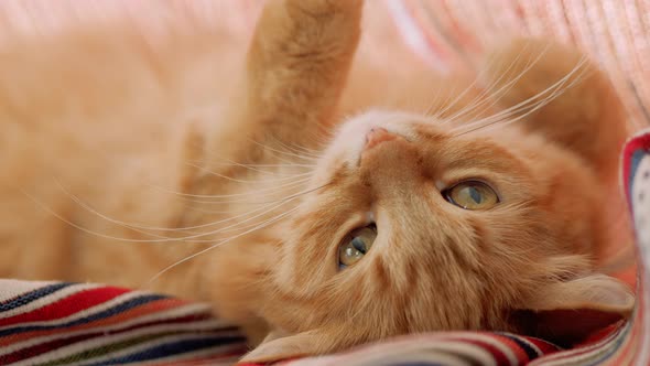 Cute Ginger Cat Lying on Folded Red Striped Curtains. Fluffy Pet Dozing on Window Sill. Cozy Home.