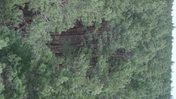 Vertical Video of Green Pine Forest By Day Aerial View