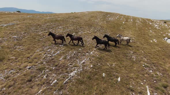 Aerial Fpv Drone Shot of a Herd of Wild Horses Running on a Green Spring Field at the Sunset