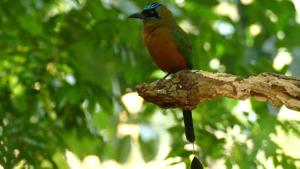 Blue-crowned Motmot, momotus momota, Panama; a tight capture of an individual perched on a rotting b