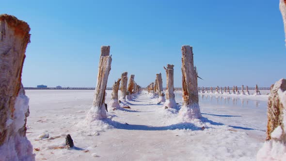 Several Rows of Wooden Posts Stumps in Salt Lake