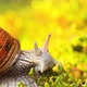 A Snail Creeps on Moss - VideoHive Item for Sale