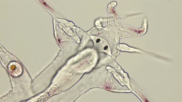 the Worm Polychaeta, Genus Tomopteris Under a Microscope, Holoplankton Spends the Entire Life Cycle