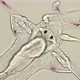 the Worm Polychaeta, Genus Tomopteris Under a Microscope, Holoplankton Spends the Entire Life Cycle - VideoHive Item for Sale
