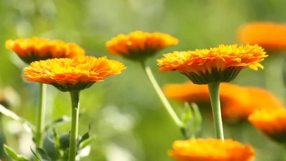 Flower Of Calendula