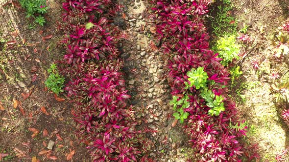 Zooming out on path in a tropical garden that is lined with plants that have bright red leaves
