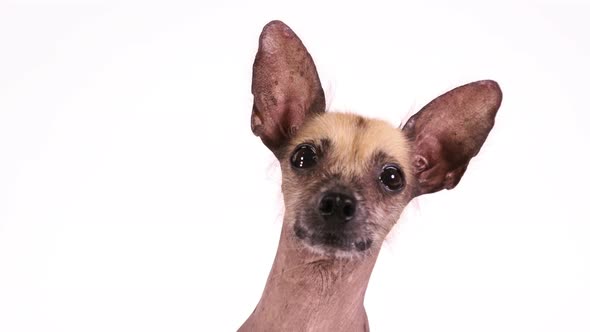 Xoloitzcuintli Dog Portrait on White Background